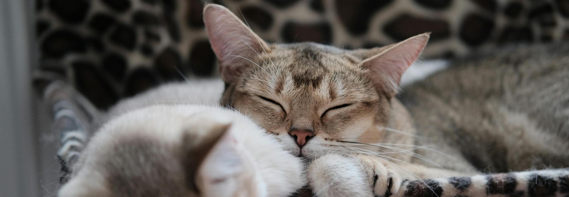 sleeping cats